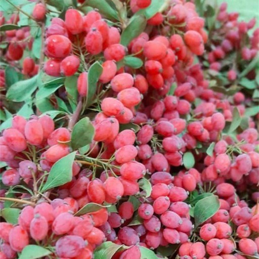 خواص زرشک !